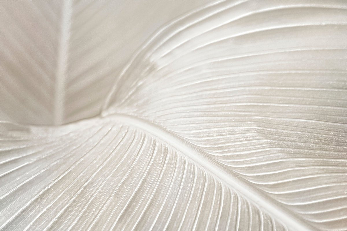 Mode's Picks | Mode Korvidae